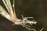 Tufted lovegrass